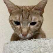 ヒメ日記 2025/08/15 13:56 投稿 ちはや 即アポマダム～名古屋店～