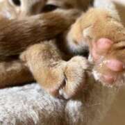 ヒメ日記 2025/08/24 11:32 投稿 ちはや 即アポマダム～名古屋店～