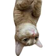 ヒメ日記 2025/08/29 23:51 投稿 ちはや 即アポマダム～名古屋店～