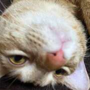 ヒメ日記 2025/08/31 11:25 投稿 ちはや 即アポマダム～名古屋店～