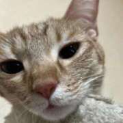 ヒメ日記 2025/09/05 00:49 投稿 ちはや 即アポマダム～名古屋店～