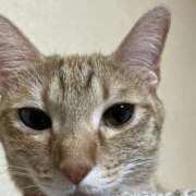 ヒメ日記 2025/09/08 02:31 投稿 ちはや 即アポマダム～名古屋店～