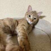 ヒメ日記 2025/09/17 20:41 投稿 ちはや 即アポマダム～名古屋店～