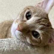 ヒメ日記 2025/10/10 21:41 投稿 ちはや 即アポマダム～名古屋店～