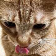 ヒメ日記 2025/10/12 21:26 投稿 ちはや 即アポマダム～名古屋店～