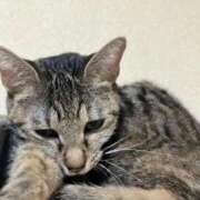 ヒメ日記 2025/10/16 11:31 投稿 ちはや 即アポマダム～名古屋店～