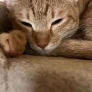 ヒメ日記 2025/10/23 23:43 投稿 ちはや 即アポマダム～名古屋店～