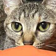 ヒメ日記 2025/10/26 21:36 投稿 ちはや 即アポマダム～名古屋店～