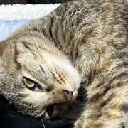 ヒメ日記 2025/10/26 23:11 投稿 ちはや 即アポマダム～名古屋店～