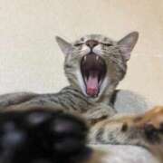 ヒメ日記 2025/10/30 14:11 投稿 ちはや 即アポマダム～名古屋店～