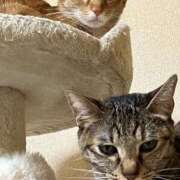 ヒメ日記 2025/11/02 00:49 投稿 ちはや 即アポマダム～名古屋店～