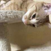 ヒメ日記 2025/11/03 11:46 投稿 ちはや 即アポマダム～名古屋店～