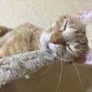 ヒメ日記 2025/11/05 00:01 投稿 ちはや 即アポマダム～名古屋店～