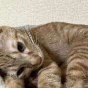 ヒメ日記 2025/11/07 17:29 投稿 ちはや 即アポマダム～名古屋店～