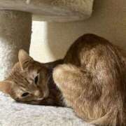 ヒメ日記 2025/11/07 19:55 投稿 ちはや 即アポマダム～名古屋店～