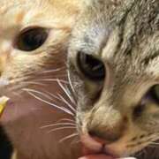 ヒメ日記 2025/11/11 20:21 投稿 ちはや 即アポマダム～名古屋店～