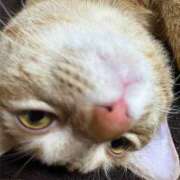 ヒメ日記 2025/11/18 22:51 投稿 ちはや 即アポマダム～名古屋店～