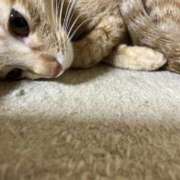 ヒメ日記 2025/11/21 00:01 投稿 ちはや 即アポマダム～名古屋店～