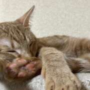 ヒメ日記 2025/12/19 00:11 投稿 ちはや 即アポマダム～名古屋店～