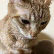 ヒメ日記 2025/12/26 01:11 投稿 ちはや 即アポマダム～名古屋店～