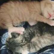 ヒメ日記 2025/12/31 21:20 投稿 ちはや 即アポマダム～名古屋店～