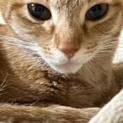 ヒメ日記 2026/01/20 00:01 投稿 ちはや 即アポマダム～名古屋店～