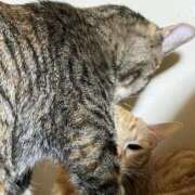 ヒメ日記 2026/01/20 22:51 投稿 ちはや 即アポマダム～名古屋店～