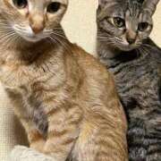 ヒメ日記 2026/01/25 23:08 投稿 ちはや 即アポマダム～名古屋店～