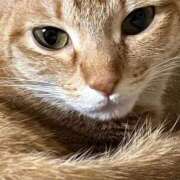 ヒメ日記 2026/01/27 22:35 投稿 ちはや 即アポマダム～名古屋店～