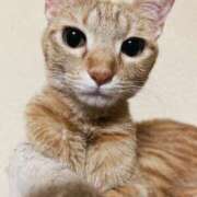 ヒメ日記 2026/02/02 00:01 投稿 ちはや 即アポマダム～名古屋店～