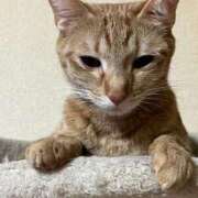 ヒメ日記 2026/02/17 23:31 投稿 ちはや 即アポマダム～名古屋店～