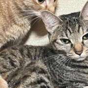 ヒメ日記 2026/02/20 22:51 投稿 ちはや 即アポマダム～名古屋店～