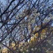 ヒメ日記 2026/02/24 13:41 投稿 ちはや 即アポマダム～名古屋店～