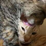 ヒメ日記 2026/02/24 23:39 投稿 ちはや 即アポマダム～名古屋店～