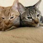 ヒメ日記 2026/03/15 23:41 投稿 ちはや 即アポマダム～名古屋店～