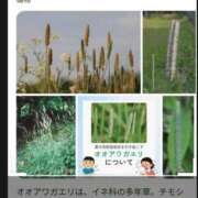 ヒメ日記 2026/03/25 13:36 投稿 ちはや 即アポマダム～名古屋店～