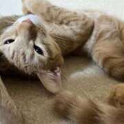 ヒメ日記 2026/03/28 00:01 投稿 ちはや 即アポマダム～名古屋店～