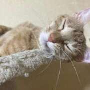 ヒメ日記 2026/04/16 08:01 投稿 ちはや 即アポマダム～名古屋店～