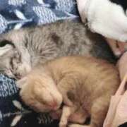 ヒメ日記 2026/10/11 01:02 投稿 ちはや 即アポマダム～名古屋店～