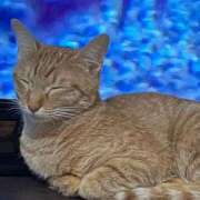 ヒメ日記 2025/01/12 02:53 投稿 ちはや 即アポ奥さん〜名古屋店〜