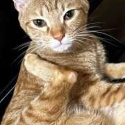 ヒメ日記 2025/02/24 04:11 投稿 ちはや 即アポ奥さん〜名古屋店〜