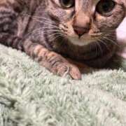 ヒメ日記 2025/03/30 01:51 投稿 ちはや 即アポ奥さん〜名古屋店〜