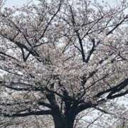 ヒメ日記 2025/04/08 23:41 投稿 ちはや 即アポ奥さん〜名古屋店〜