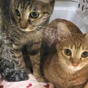 ヒメ日記 2025/07/26 01:01 投稿 ちはや 即アポ奥さん〜名古屋店〜