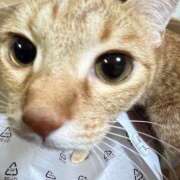 ヒメ日記 2025/07/30 22:28 投稿 ちはや 即アポ奥さん〜名古屋店〜