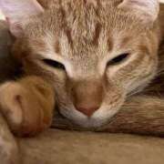 ヒメ日記 2025/08/01 19:34 投稿 ちはや 即アポ奥さん〜名古屋店〜