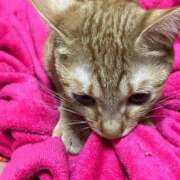 ヒメ日記 2025/08/20 00:41 投稿 ちはや 即アポ奥さん〜名古屋店〜