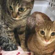 ヒメ日記 2025/08/26 23:41 投稿 ちはや 即アポ奥さん〜名古屋店〜