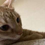 ヒメ日記 2025/09/26 21:21 投稿 ちはや 即アポ奥さん〜名古屋店〜