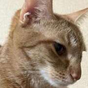 ヒメ日記 2025/10/02 15:08 投稿 ちはや 即アポ奥さん〜名古屋店〜